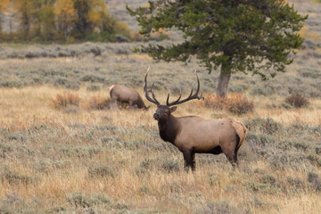 Bull Elk During the Fall rut