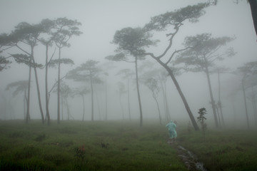 Fototapeta na wymiar Adventure in land of mist