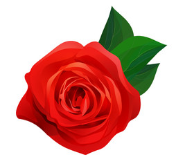 Vector beautiful realistic red rose with green leaves isolated on white background