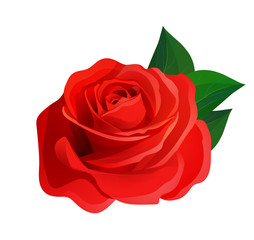 Vector beautiful realistic red rose with green leaves, decorative design element isolated on white background