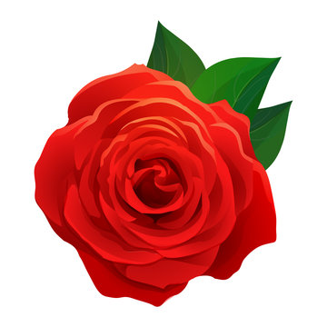 Vector beautiful red rose with green leaves isolated on white background