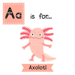 A letter tracing. Standing Axolotl. Cute children zoo alphabet flash card. Funny cartoon animal. Kids abc education. Learning English vocabulary. Vector illustration.