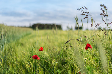 Farbklecks in der Landschaft