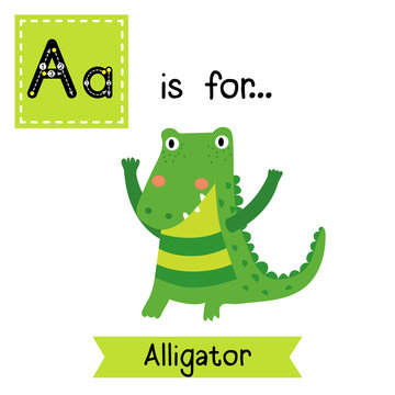 A letter tracing. Standing Alligator. Cute children zoo alphabet flash card. Funny cartoon animal. Kids abc education. Learning English vocabulary. Vector illustration.