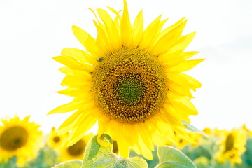 Shiny sunflower