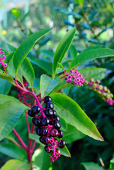 Obraz premium Pytolacca - Fitolacca - Pianta di lacca