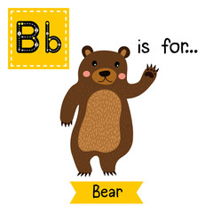 B letter tracing. Standing Bear raising hand. Cute children zoo alphabet flash card. Funny cartoon animal. Kids abc education. Learning English vocabulary. Vector illustration.