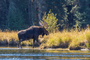 Bull Moose Crossing a River in the Rut