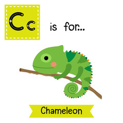 C letter tracing. Chameleon climbing on branch. Cute children zoo alphabet flash card. Funny cartoon animal. Kids abc education. Learning English vocabulary. Vector illustration.