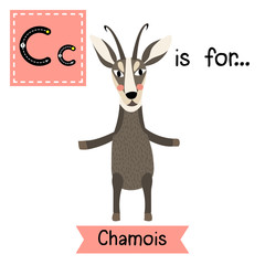 C letter tracing. Chamois standing on two legs. Cute children zoo alphabet flash card. Funny cartoon animal. Kids abc education. Learning English vocabulary. Vector illustration.