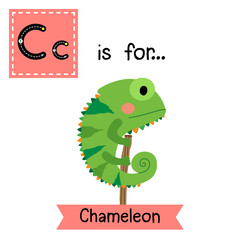 C letter tracing. Green Chameleon. Cute children zoo alphabet flash card. Funny cartoon animal. Kids abc education. Learning English vocabulary. Vector illustration.