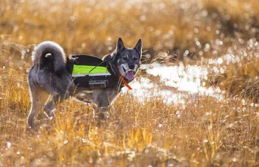 Wandaufkleber Swedish Moosehound in the fall hunting season © RobertNyholm