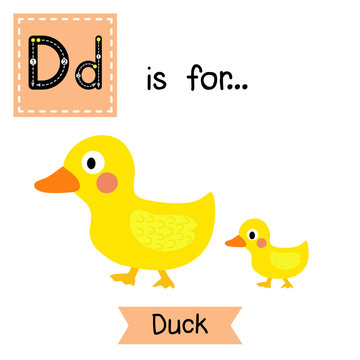 D letter tracing. Duck and little duck. Cute children zoo alphabet flash card. Funny cartoon animal. Kids abc education. Learning English vocabulary. Vector illustration.