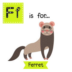 F letter tracing. Standing Ferret. Cute children zoo alphabet flash card. Funny cartoon animal. Kids abc education. Learning English vocabulary. Vector illustration.