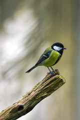 Obraz premium Kohlmeise