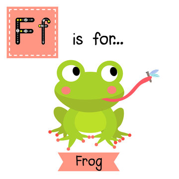 F letter tracing. Frog eating fly Cute children zoo alphabet flash card. Funny cartoon animal. Kids abc education. Learning English vocabulary. Vector illustration.