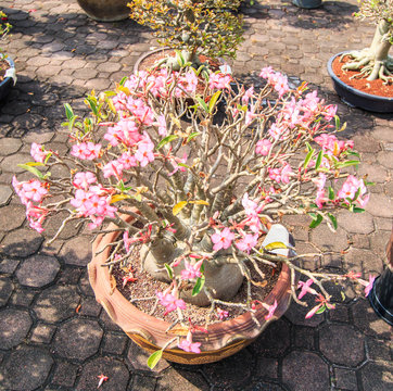 Adenium obesum or Bonsai tree which is desert flower