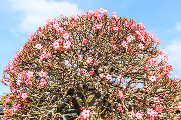 Adenium obesum or Bonsai tree which is desert flower