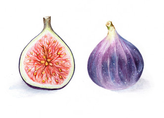 Watercolor painting of fresh figs