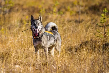 Tragetasche Swedish Moosehound in the fall hunting season © RobertNyholm