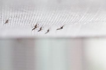 Aedes aegypti Mosquito. Close up a Mosquito want human blood,Mosquito Vector-borne diseases,Chikungunya.Dengue fever.Rift Valley fever.Yellow fever.Zika virus.Mosquito on white net
