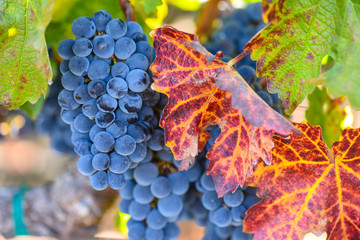 Grapes on the Vine in the Autumn Season