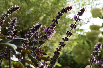 Basilicum, Ocimum basilicum,