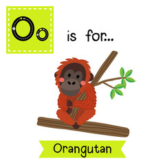 O letter tracing. Orangutan sitting on branch with leaves. Cute children zoo alphabet flash card. Funny cartoon animal. Kids abc education. Learning English vocabulary. Vector illustration. © natchapohn