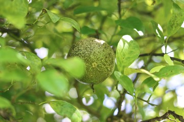 Green Lime Tree with boke background