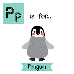 P letter tracing. Penguin. Cute children zoo alphabet flash card. Funny cartoon animal. Kids abc education. Learning English vocabulary. Vector illustration.