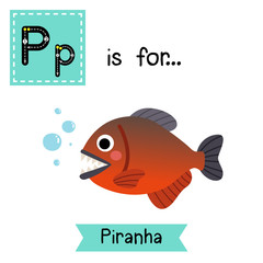 P letter tracing. Piranha fish. Cute children zoo alphabet flash card. Funny cartoon animal. Kids abc education. Learning English vocabulary. Vector illustration.