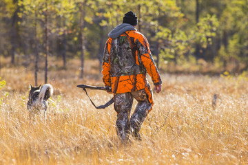 Moosehound suédois pendant la saison de chasse d& 39 automne