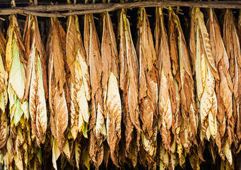 Classical way of drying tobacco in barn