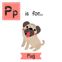 P letter tracing. Pug dog. Cute children zoo alphabet flash card. Funny cartoon animal. Kids abc education. Learning English vocabulary. Vector illustration.