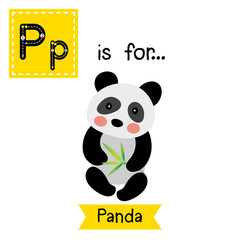 P letter tracing. Sitting Chinese Panda bear. Cute children zoo alphabet flash card. Funny cartoon animal. Kids abc education. Learning English vocabulary. Vector illustration.