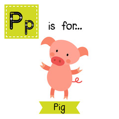 P letter tracing. Standing Pig. Cute children zoo alphabet flash card. Funny cartoon animal. Kids abc education. Learning English vocabulary. Vector illustration.