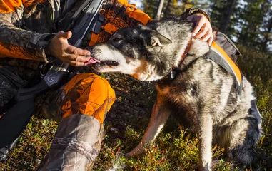 Foto auf Leinwand Swedish Moosehound in the fall hunting season © RobertNyholm