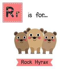 R letter tracing. Rock Hyrax family. Cute children zoo alphabet flash card. Funny cartoon animal. Kids abc education. Learning English vocabulary. Vector illustration.