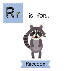 R letter tracing. Standing Raccoon. Cute children zoo alphabet flash card. Funny cartoon animal. Kids abc education. Learning English vocabulary. Vector illustration.