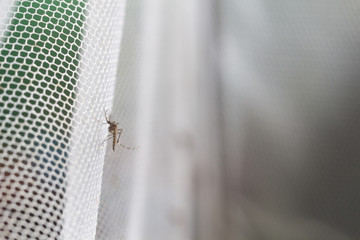 Aedes aegypti Mosquito. Close up a Mosquito want human blood,Mosquito Vector-borne diseases,Chikungunya.Dengue fever.Rift Valley fever.Yellow fever.Zika virus.Mosquito on white net