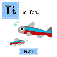 T letter tracing. Tetra fish. Cute children zoo alphabet flash card. Funny cartoon animal. Kids abc education. Learning English vocabulary. Vector illustration.