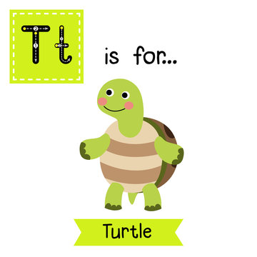 T letter tracing. Turtle standing on two legs. Cute children zoo alphabet flash card. Funny cartoon animal. Kids abc education. Learning English vocabulary. Vector illustration.