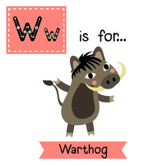 W letter tracing. Warthog. Cute children zoo alphabet flash card. Funny cartoon animal. Kids abc education. Learning English vocabulary. Vector illustration.