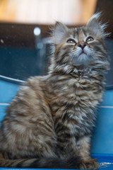 Chaton