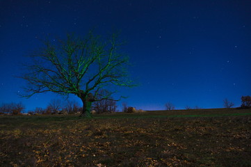 Fototapeta na wymiar Green tree on a bright night.