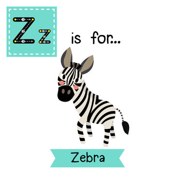 Z letter tracing. Zebra. Cute children zoo alphabet flash card. Funny cartoon animal. Kids abc education. Learning English vocabulary. Vector illustration.