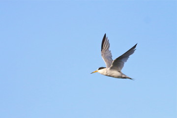 Least Tern