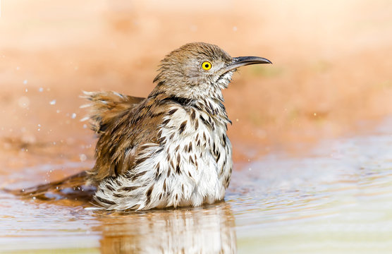 Long-Billed Thrasher Taking A Bird Bath In A Puddle