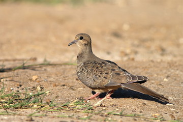 Mourning Dove