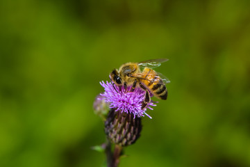 Eine Biene auf Wollköpfiger Kratzdistel